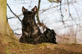SCOTTISH TERRIER 089